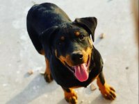 Aslan Rottweiler Yavrular