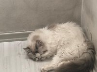 British Longhair Erkek Kedime Eş İlanı