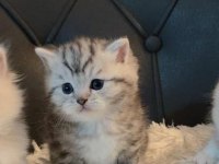 British shorthair 55 günlük