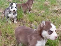 SİBİRYA KURDU (HUSKY) YAVRULARI ÜRETİM ÇİFTLİĞİNDEN