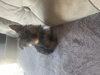 Safkan yorkshire terrier