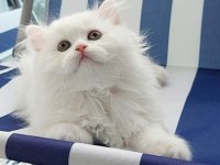 British Longhair kar beyaz prenses