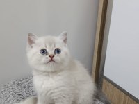 Point british shorthair kız kardeşler