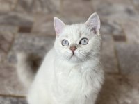 İşimden dolayı kedimi sahiplendiriyorum