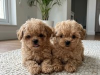 Ankarada ziyarete açık tea cup kore maltipoo