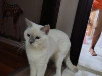 SECERELİ BABA, SAF KAN ANNEDEN BRITISH SHORTHAIR