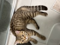 British Shorthair Golden Tabby