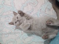 2 aylık dişi 3 tane british shorthair kedim