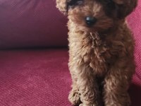 Toy Poodle