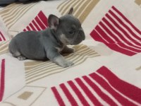 Eczotic bluetan.isabella taşıyıcı