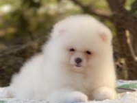Pomeranian Boo karbeyaz show class