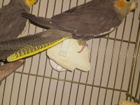 Hazır pied sultan çalışan takımı erkek olan konuşuyor