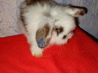 Teddy lop tavşan yavrular mavi göz