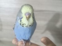 Bebek Show Muhabbet Kuşu