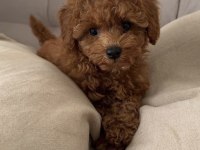 Toy Poddle Köpeği Teacup