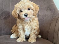 Minik korean eğitimli maltipoo yavrular
