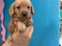1 aylık Maltipoo yavrularımız