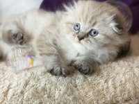 Safkan Scottish Fold