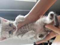 Scottish fold yavru