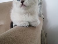 BLUE POİNT ERKEK BRİTİSH SHORTHAİR BEBEKLER
