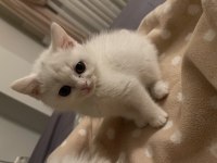 Beyaz british shorthair ve longhair