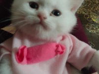 2 adet beyaz mavi gözlü teslime hazır british shorthair