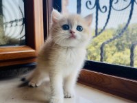 Saf Kan Golden British Shorthair Yavrular (Wcf kayıtlı)