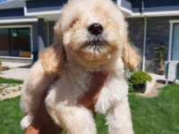 TEA CUP MALTİPOO YAVRULARİ SİZLERİ BEKLİYOR 