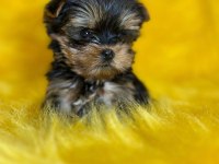 Yorkshire Terrier yavrum teacup yeni YUVASINI arıyor