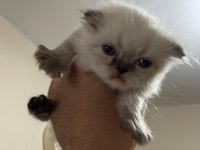 Rezerve scottish fold lynx point yavrular 25 günlük