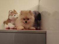 3 aylık dişi pomeranian