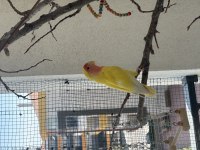 Dişi sevda papağanı 1 yaşında