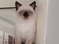 3 AYLIK YAVRU KEDİMİZİ SAHİPLENDİRMEK İSTİYORUZ