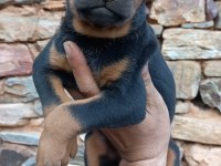 Doberman yavrular