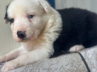 Zeka küpü border collie yavru