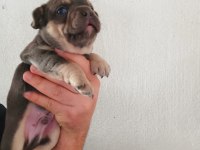 Aşılı Karneli Irk Garantili Fransız Bulldog