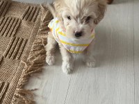 Maltipoo yavru