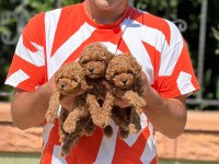 Mersininin seçkin poodle yavruları