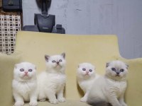 Teslime Hazır British Shorthair