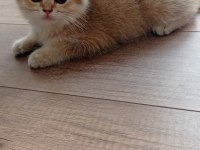 British shorthair golden ny11 cinsi erkek yavru kedi