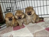 A kalite pomeranian boo teacup yavrular