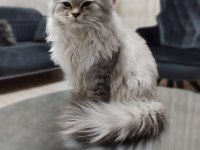 British Longhair kedime eş arıyoruz