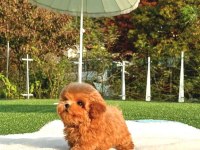 KOREAN TOY POODLE YAVRULARIM