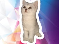 2 Aylık Güzeller Güzeli Silver Tabby Dişi Scottish