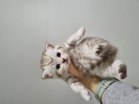 1 nisan doğumlu british shorthair