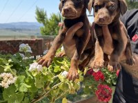 Üst kalite king doberman yavrular
