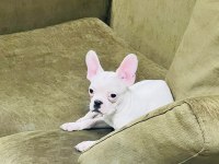 Kar Beyaz French Bulldog