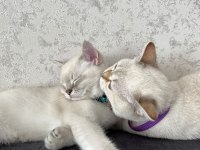 3 aylık erkek british shorthair