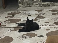 Koca maine coon bebekler