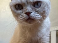 Acil scottish fold